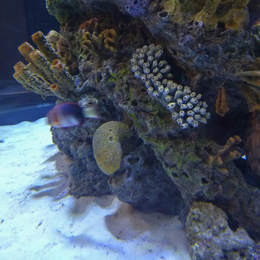 Ответ кораллы